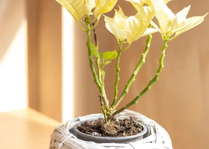 Central Retro Vintage Hostel 招待所