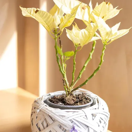 Shared Retro Vintage Luxury Pensjonat